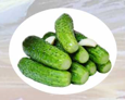 Light-salted cucumber