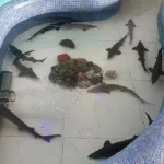 Seafood Batumi-restaurant - Gallery 2